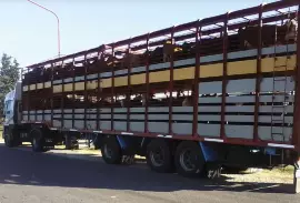 International transport of live animals, cows