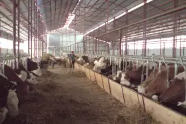 Transport of live animals,cows