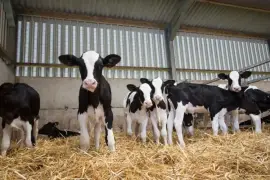 Calves international transport