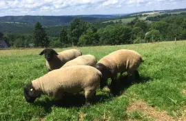 Live animal transport Type2 EU