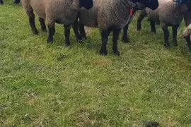 Transport of 35 sheep