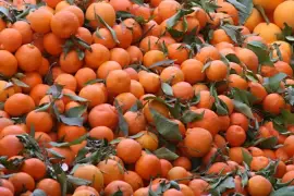 International transport of tangerines