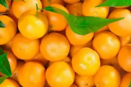 {|en|}Transport full fruits Spain -United Kingdom{